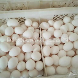 山東蛋白市場(chǎng)概覽 價(jià)格走勢(shì)、主要品牌廠家與豆制品銷(xiāo)售渠道分析